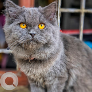 A Grey Persian Cat Missing from Avadi