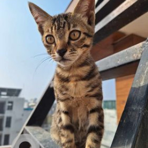 Missing: Grey-White Mix Female Indie Cat from Ardee city gate no 2 ,wazirabad,sector 52,Gurgaon-2