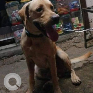 Found: Brown Male Labrador Dog from Durgamata Mandir, Kharadi Bypass, Pune