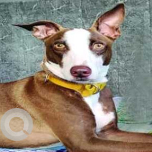 White-Brown Mix Female Indie Dog is Missing from Chahal pull (Nh-54) Faridkot Punjab.