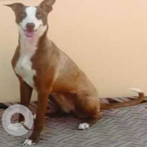 White-Brown Mix Female Indie Dog is Missing from Chahal pull (Nh-54) Faridkot Punjab.-2