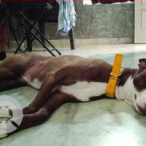 White-Brown Mix Female Indie Dog is Missing from Chahal pull (Nh-54) Faridkot Punjab.-3