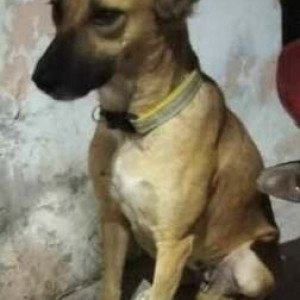 A Brown Indie Dog Missing from Satavahana Nagar, Hyderabad