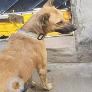 A Brown Indie Dog Missing from Satavahana Nagar, Hyderabad-2