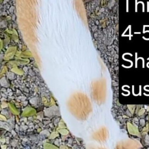 Missing: White-Brown Mix Female Indie Cat from Shanky Fitness, Chembur East-2