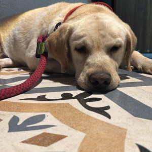 Found: White Male Labrador Dog from Parvati Police Chauki near Shahu college road