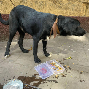 Missing: Black and White Male Indie Dog from Waterfield road Bandra (w)-2