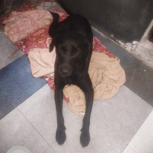 Found: Black Female Labrador Dog from Prakashnagar, bangalore-3