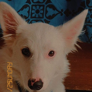 Missing: White Male Pomeranian-Indie mix Dog from Sector 11, Panchkula