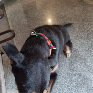 Missing: Black and Brown Female Indie Dog from Mapusa court area, near Maa Ashapura Ceramic shop, North Goa-3