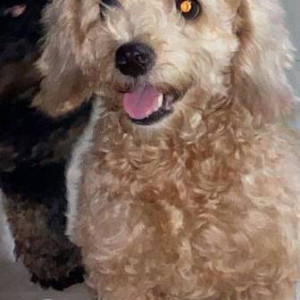 Missing: Brown Female Poodle Dog from Sector 7, Vashi-3