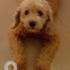 Missing: Brown Female Poodle Dog from Sector 7, Vashi-2