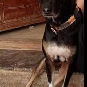 Missing: Black and White Female Indie Dog from Near McDonalds, Hennur, Kothanur