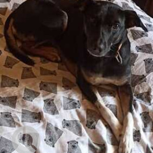 Missing: Black and White Female Indie Dog from Near McDonalds, Hennur, Kothanur-2