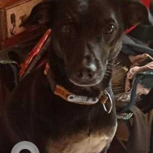 Missing: Black and White Female Indie Dog from Near McDonalds, Hennur, Kothanur-3