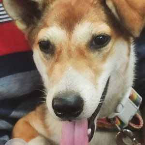 Missing: White-Brown Mix Female Indie Dog from RCF chembur-2