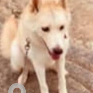 Missing: White Female Indie Dog from Vinayaka Nagar, Kattigenahalli, Yelahanka