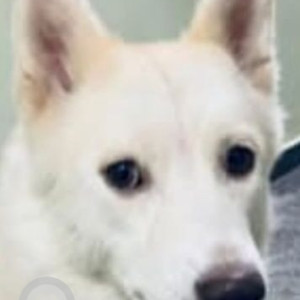 Missing: White Female Indie Dog from Vinayaka Nagar, Kattigenahalli, Yelahanka-2