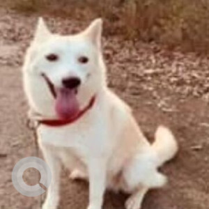 Missing: White Female Indie Dog from Vinayaka Nagar, Kattigenahalli, Yelahanka-3