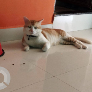 Missing: White-Brown Mix Male Indie Cat from Laxmi Nagar, Mangal Bazar-2