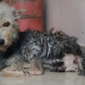 Missing: Black and White Female Shih Tzu Dog from Thiruverkadu-2