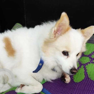 Missing: White Female Pomeranian Dog from Ramnagar, Hyderabad-2