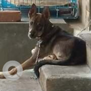 Missing: Black and Brown Male Indie Dog from BNM College Road Banashankari-2
