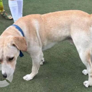 Found: Golden Male Labrador Dog from Xaviers Ground Backlane, Bamboo gully, Parel-2
