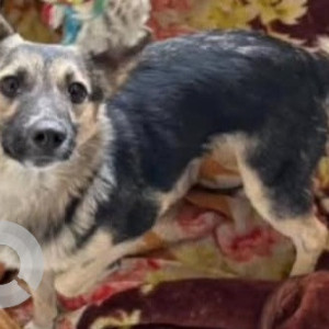 Missing: Black and Brown Male Indie Dog from Landran-2