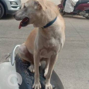 Missing: White Male Indie Dog from Baskin Robbins,MG Road, Goregoan West