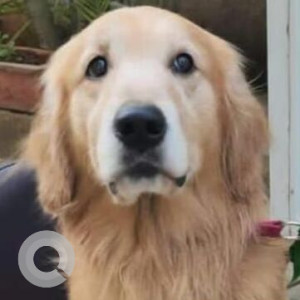 Found: Brown Male Golden Retriever Dog from Balewadi Highstreet