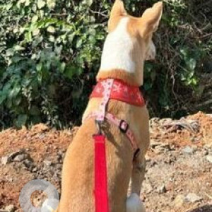 Missing: White-Brown Mix Female Indie Dog from Prima Diagnostic, Whitefield-2