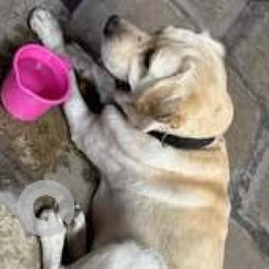 Found: White Male Labrador Dog from Vishal Nagar-2