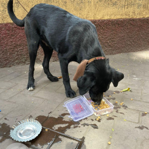 Missing: Black and White Male Indie Dog from Waterfield road Bandra (w)-3
