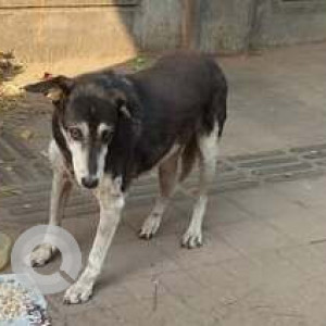 Found: Black and White Male Indie Dog from Polytechnic College gate on University Road