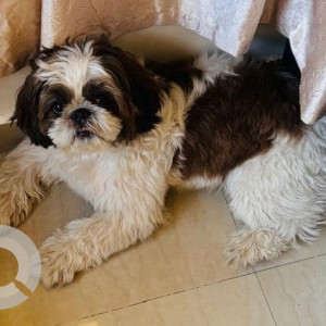 Missing: Black and White Male Shih Tzu Dog from Cheery tails, Old Sangvi-2