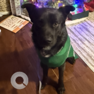 Missing: Black Male Indie Dog from San Jacinto