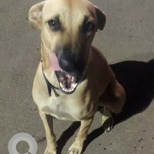 Missing: Golden Female Indie Dog from Chandan Nagar, KV school
