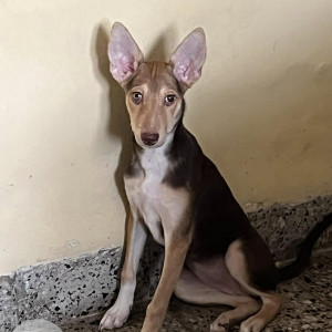 Missing: Black and Brown Female Indie Dog from Chincholi naka, Malad-3