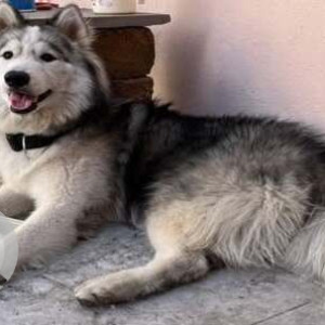 Found: Black and White Male Husky Dog from Yelachenahalli near Metro Station-2