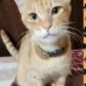 A Orange Ginger cat Cat Missing from Gandhinagar, BENGALURU-3