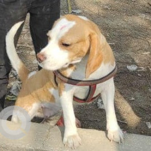 Found: White-Brown Mix Female Beagle Dog from Green Arch Saviour Society, Greater Noida-2