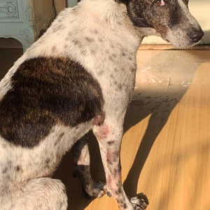 Missing: Black and White Female Indie Dog from Kolkata