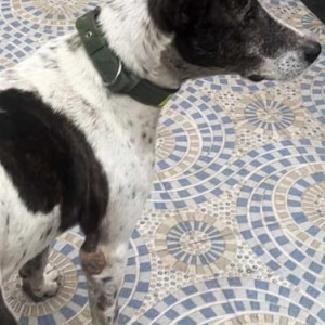 Missing: Black and White Female Indie Dog from Kolkata-2