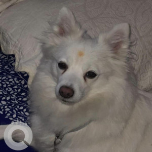 Micho is missing from near Jorpati area-2