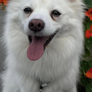 Micho is missing from near Jorpati area-4