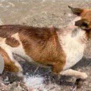 Missing: White-Brown Mix Male Indie Dog from Juhu Beach-3