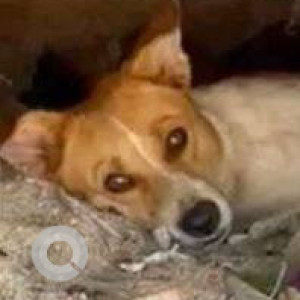 Missing: White-Brown Mix Male Indie Dog from Juhu Beach-2