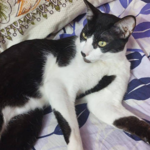 Missing: Black and White Male Calico Cat from Prakash citadel, Muninagappa layout-2