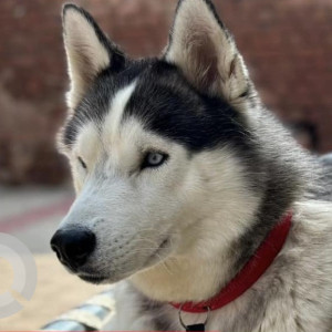 Missing: White and Grey Male Husky Dog from Bakarpur